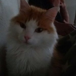 Meet your Posher, Petra